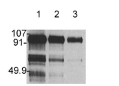 Western Blot: HGF Antibody (7-2)BSA Free [NBP1-19182]