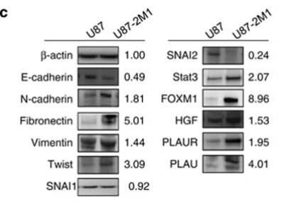 Western Blot: HGF Antibody (SBF5 C1.7)BSA Free [NB100-2696]