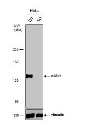 Western Blot: HGFR/c-MET Antibody (556) [NBP2-43641]