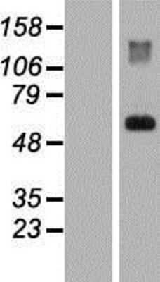 Western Blot: HAI-1/HGFA Inhibitor 1 Overexpression Lysate [NBP2-11603]