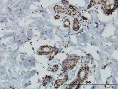 Immunohistochemistry-Paraffin: HGK/MAP4K4 Antibody (4A5) [H00009448-M07]