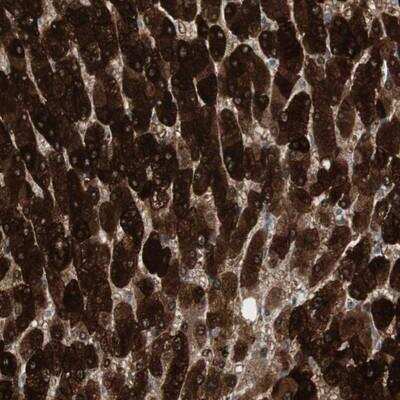 Immunohistochemistry-Paraffin: HGK/MAP4K4 Antibody [NBP1-84663]