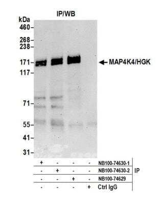 Immunoprecipitation: HGK/MAP4K4 Antibody [NB100-74630]