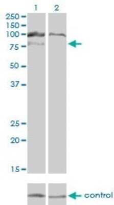 Western Blot: HGS Antibody (6D11) [H00009146-M01]