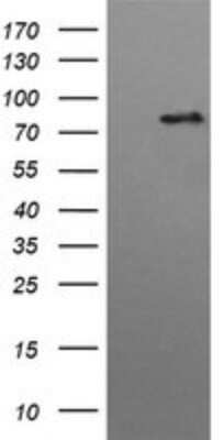 Western Blot: HGS Antibody (OTI3H7)Azide and BSA Free [NBP2-71418]