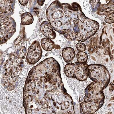 Immunohistochemistry-Paraffin: HGSNAT Antibody [NBP1-81990]