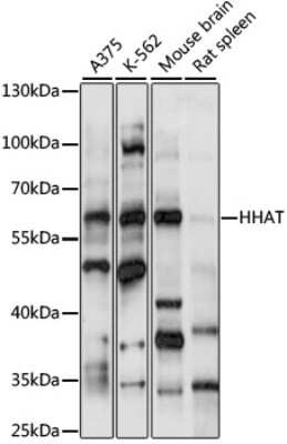 Western Blot: HHAT AntibodyAzide and BSA Free [NBP3-03906]