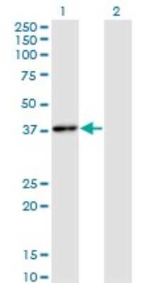 Western Blot: HHEX Antibody (1A5) [H00003087-M02]