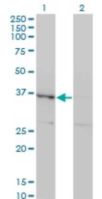 Western Blot: HHEX Antibody (2B12) [H00003087-M13]