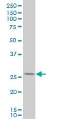 Western Blot: HHEX Antibody (2C8) [H00003087-M12]