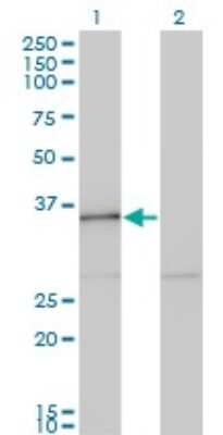 Western Blot: HHEX Antibody (2C8) [H00003087-M12]