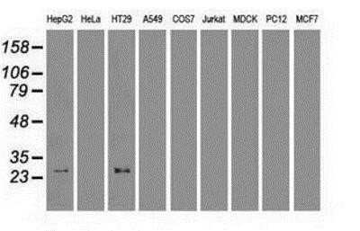 Western Blot: HHEX Antibody (OTI3E6)Azide and BSA Free [NBP2-70890]