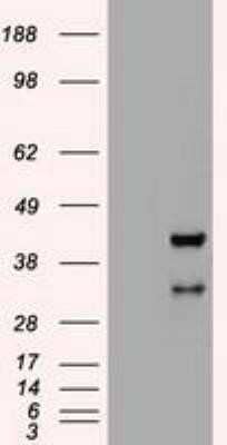 Western Blot: HHEX Antibody (OTI3E6)Azide and BSA Free [NBP2-70890]