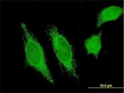 Immunocytochemistry/ Immunofluorescence: HHLA3 Antibody (1F6) [H00011147-M01]