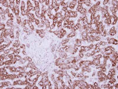 Immunohistochemistry-Paraffin: HIBADH Antibody [NBP2-16827]