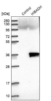 Western Blot: HIBADH Antibody [NBP1-80985]