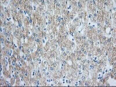 Immunohistochemistry-Paraffin: HIBCH Antibody (OTI3H5) [NBP2-02673]