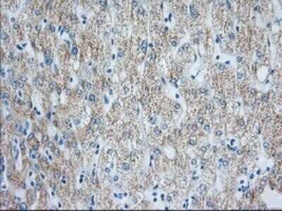 Immunohistochemistry: HIBCH Antibody (OTI3H5) - Azide and BSA Free [NBP2-71796]