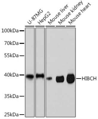 Western Blot: HIBCH AntibodyAzide and BSA Free [NBP3-15496]