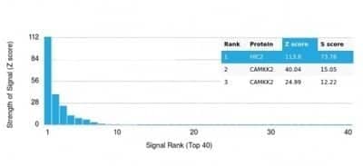 Protein Array: HIC2 Antibody (PCRP-HIC2-1B1) - Azide and BSA Free [NBP3-14231]