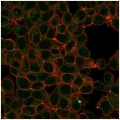 Immunocytochemistry/ Immunofluorescence: HIC2 Antibody (PCRP-HIC2-1B1) [NBP3-13890]