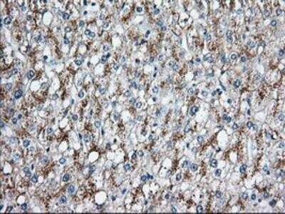 Immunohistochemistry-Paraffin: HID1 Antibody (OTI2F4) [NBP2-02667]