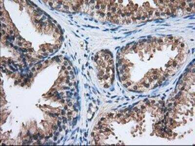 Immunohistochemistry-Paraffin: HID1 Antibody (OTI2F4) [NBP2-02667]