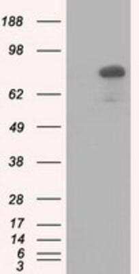 Western Blot: HID1 Antibody (OTI2F4) [NBP2-02667]