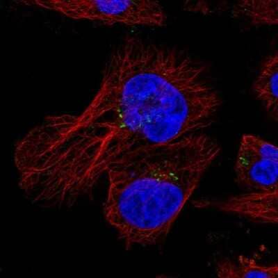 Immunocytochemistry/ Immunofluorescence: HID1 Antibody [NBP2-58754]