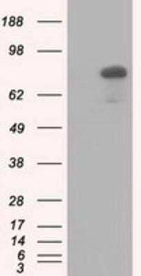 Western Blot: HID1 Antibody (OTI2F4)Azide and BSA Free [NBP2-72481]