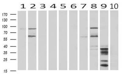 Western Blot: HID1 Antibody (OTI2F4) [NBP2-02667]