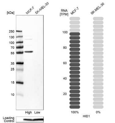 Western Blot: HID1 Antibody [NBP1-84075]