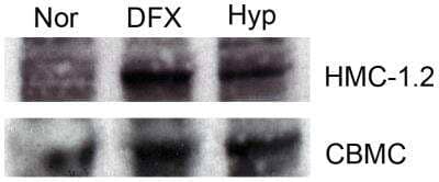 Western Blot Detection of HIF-1 alpha in HMC-1.2 and CBMC Cells Using HRP Conjugated Antibody