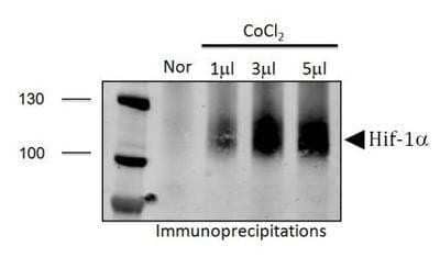 Immunoprecipitation: HIF-1 alpha Antibody - BSA Free [NB100-134]