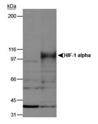 Western Blot: HIF-1 alpha AntibodyBSA Free [NB100-134]