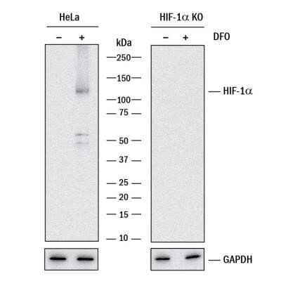 Knockout Validated: HIF-1 alpha Antibody (2443B) - Azide and BSA Free [NBP2-80764]