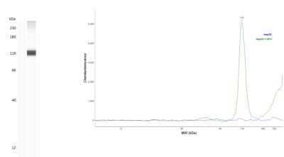 Simple Western: HIF-1 alpha Antibody (2443B)Azide and BSA Free [NBP2-80764]