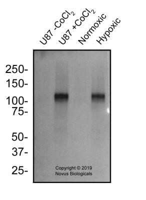 Western Blot: HIF-1 alpha Antibody (2443B)Azide and BSA Free [NBP2-80764]