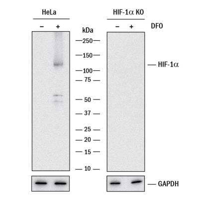 Knockout Validated: HIF-1 alpha Antibody (2443B) - BSA Free [NBP2-75977]