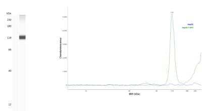 Simple Western: HIF-1 alpha Antibody (2443B)BSA Free [NBP2-75977]