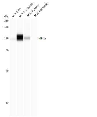 Simple Western: HIF-1 alpha Antibody (2443B)BSA Free [NBP2-75977]