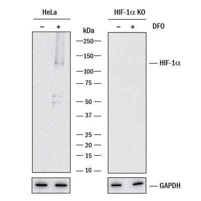 Knockout Validated: HIF-1 alpha Antibody (2443C) - Azide and BSA Free [NBP2-80765]