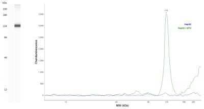 Simple Western: HIF-1 alpha Antibody (2443C)Azide and BSA Free [NBP2-80765]