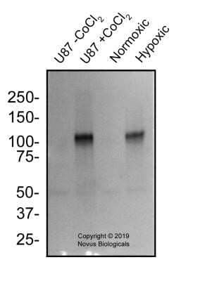 Western Blot: HIF-1 alpha Antibody (2443C)Azide and BSA Free [NBP2-80765]