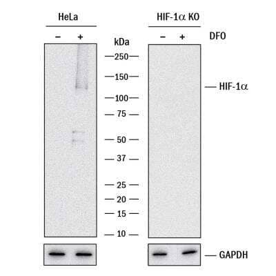Knockout Validated: HIF-1 alpha Antibody (2443C) - BSA Free [NBP2-75978]