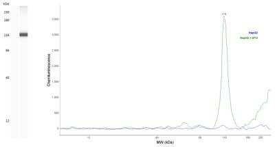 Simple Western: HIF-1 alpha Antibody (2443C)BSA Free [NBP2-75978]