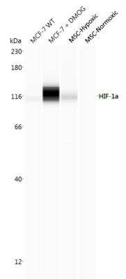 Simple Western: HIF-1 alpha Antibody (2443C)BSA Free [NBP2-75978]