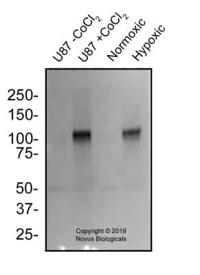 Western Blot: HIF-1 alpha Antibody (2443C)BSA Free [NBP2-75978]