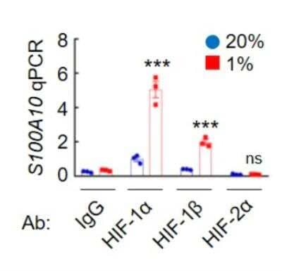 Chromatin Immunoprecipitation Using HIF-1 alpha Antibody in MDA-MB-231 Cells