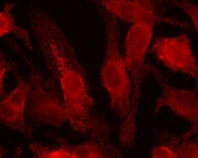 Immunocytochemistry/ Immunofluorescence: HIF-1 alpha Antibody (ESEE122) - Azide and BSA Free [NBP2-80762]